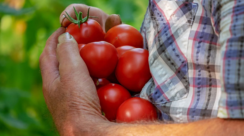 A man is holding a bunch of organic tomatoes in his hands, freshly harvested from his vegetable garden.