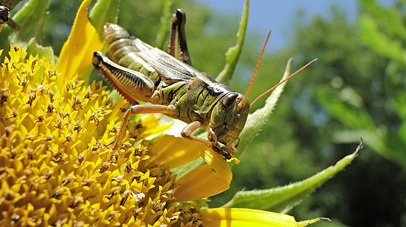 A grasshopper sits on top of a sunflower in an organic garden.