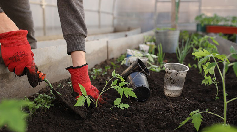 An individual is practicing organic gardening by planting tomatoes in a greenhouse.