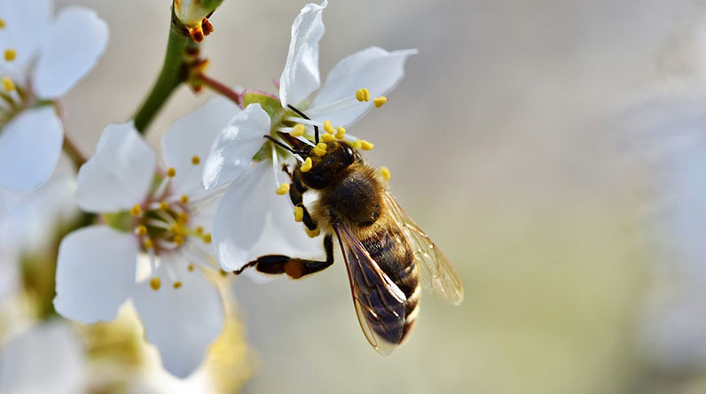 A white flower is attracting pollinators as a bee collects pollen.