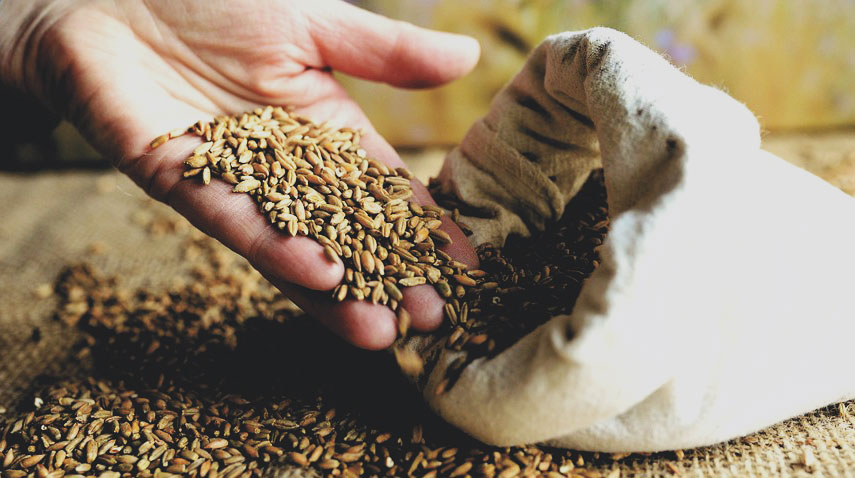 A hand is holding a bag of organic wheat seeds.