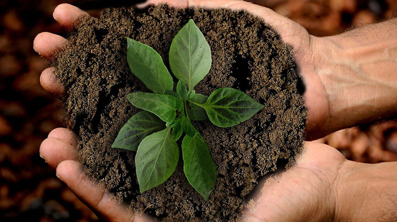 A person's hands holding a plant in the dirt, using organic fertilizers.