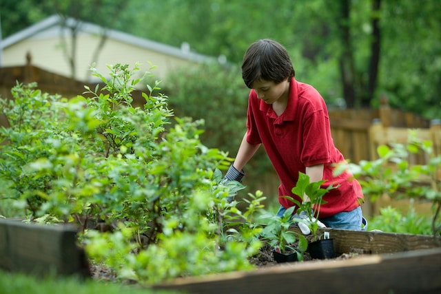 A boy in a red shirt tending to plants in a raised garden bed using organic pest control techniques.