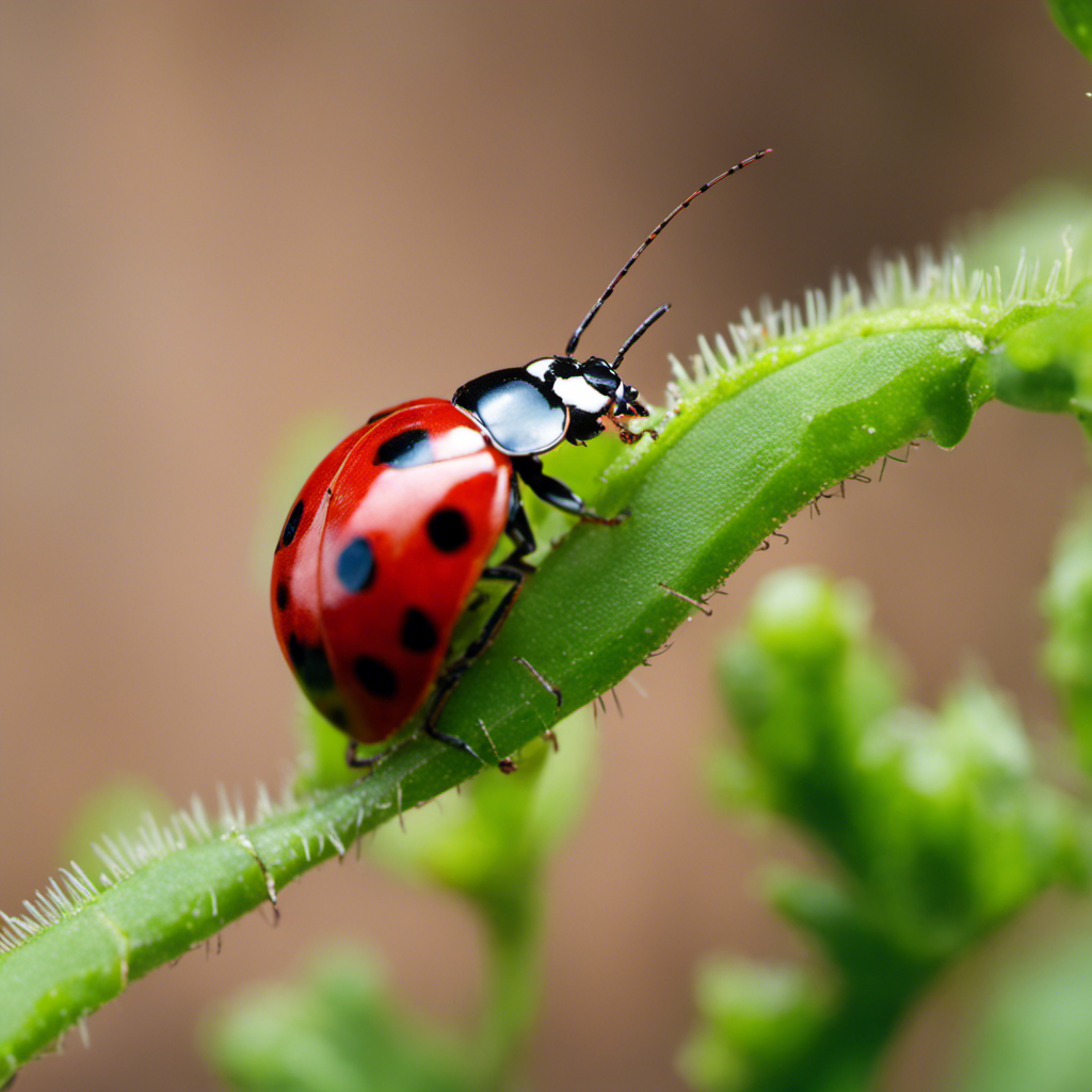 An image showcasing nature's pest control heroes in action: a ladybug delicately devouring aphids, a spider patiently weaving its web to catch flies, and a praying mantis poised to strike its unsuspecting prey